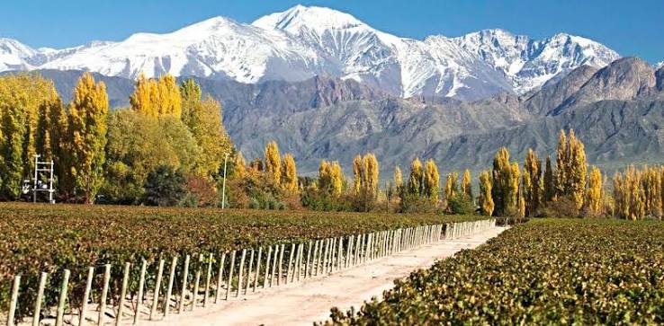Olivos y viñedos en Maipú